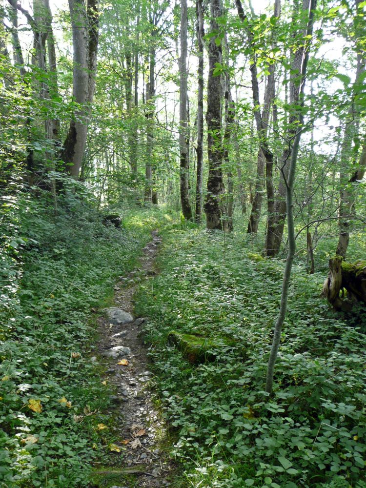 Stiller Waldpfad bei Brülisau