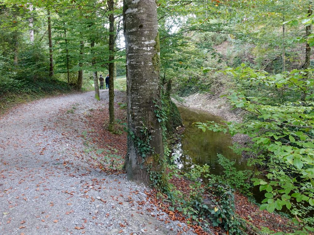 Lützelweg am Tobelbach
