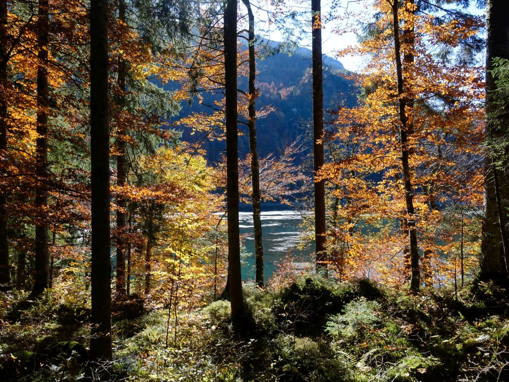 Herbstwald am Obersee