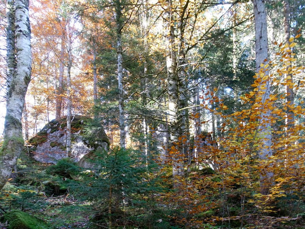 Fels im Herbstwald