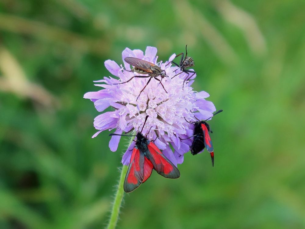 Insekten auf Witwenblume