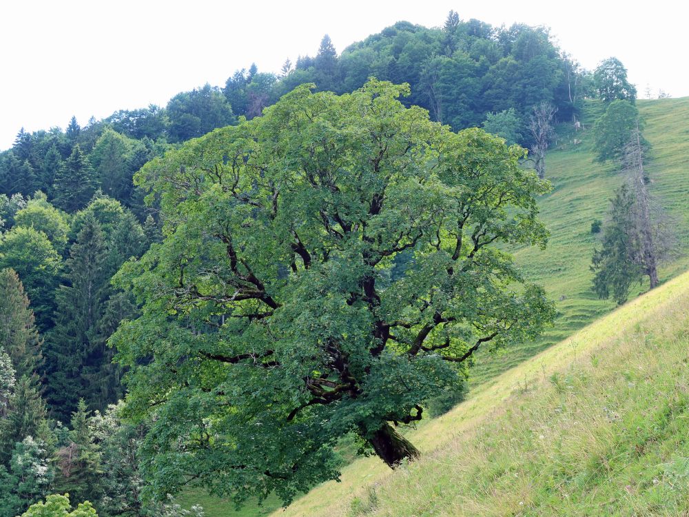 Baum bei Alp Geiss-Chopf