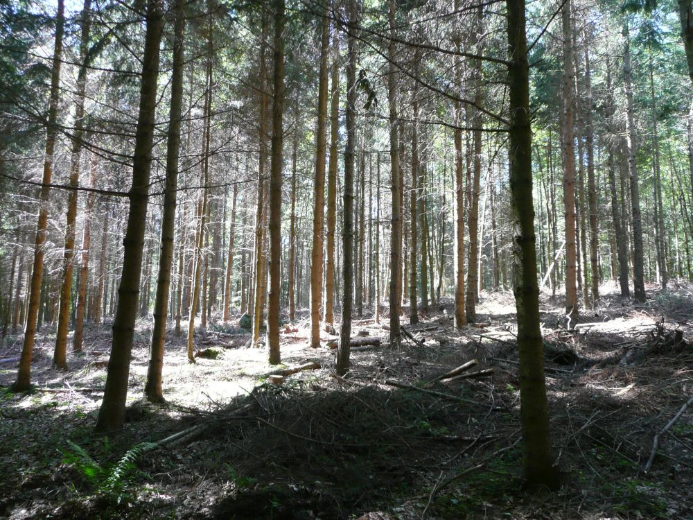 Waldstck im Bchlihau