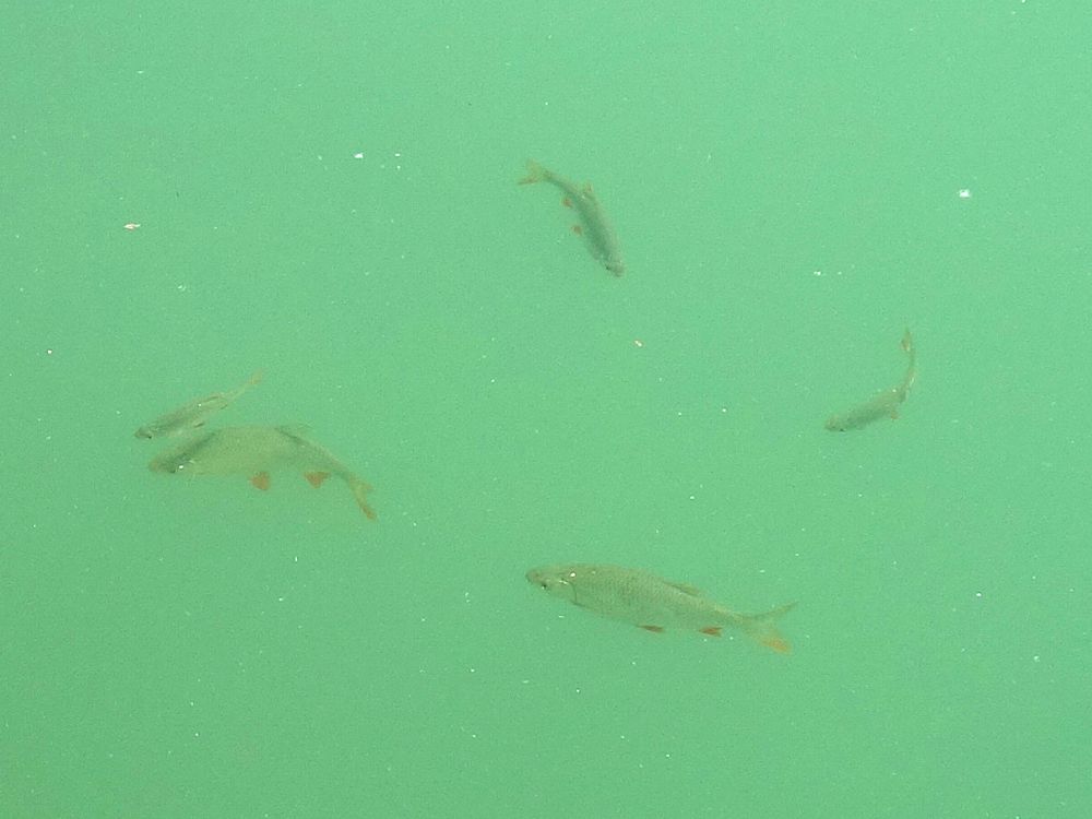 Fische im Husemer See