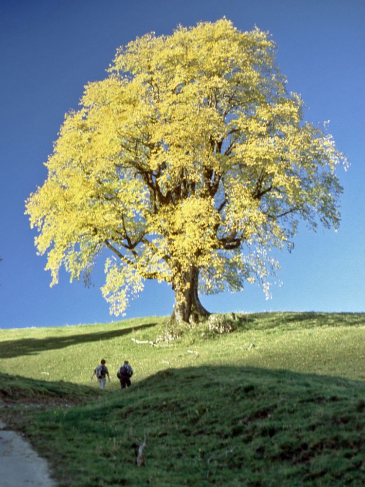 herbstlicher Baum