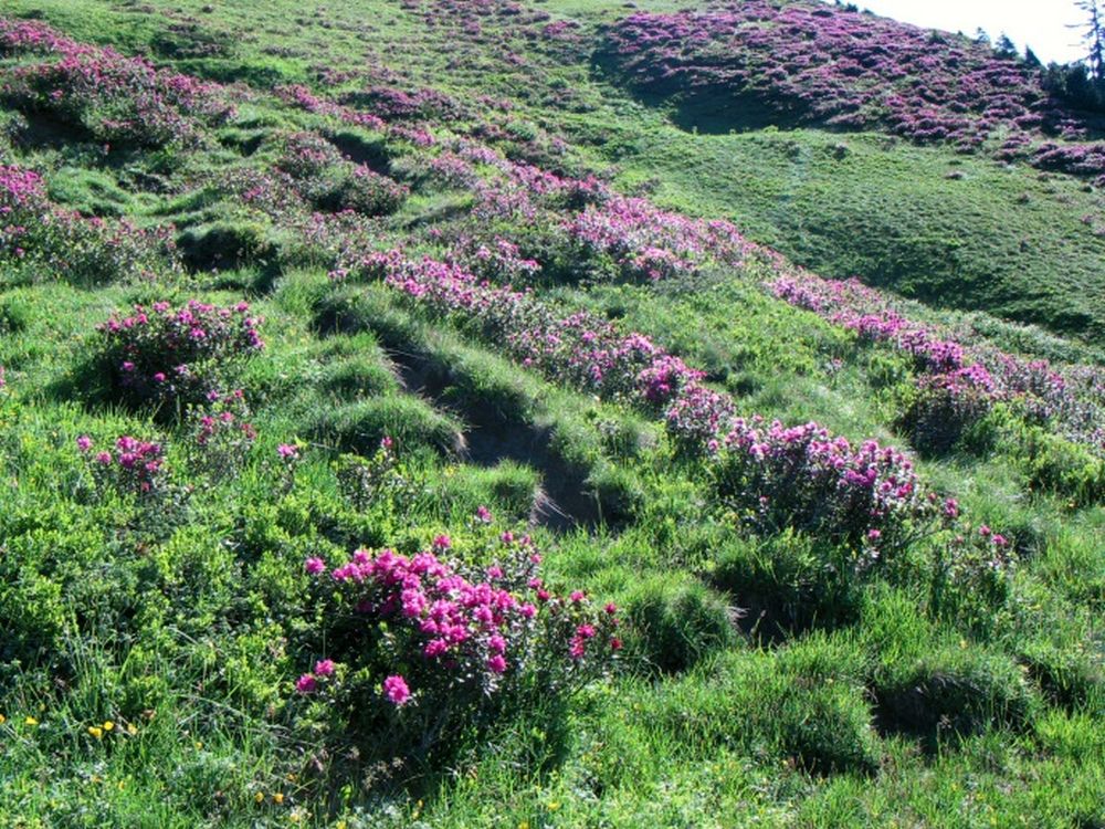 Alpenrosen