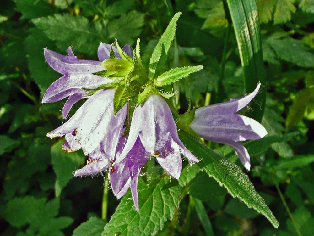 Glockenblumen