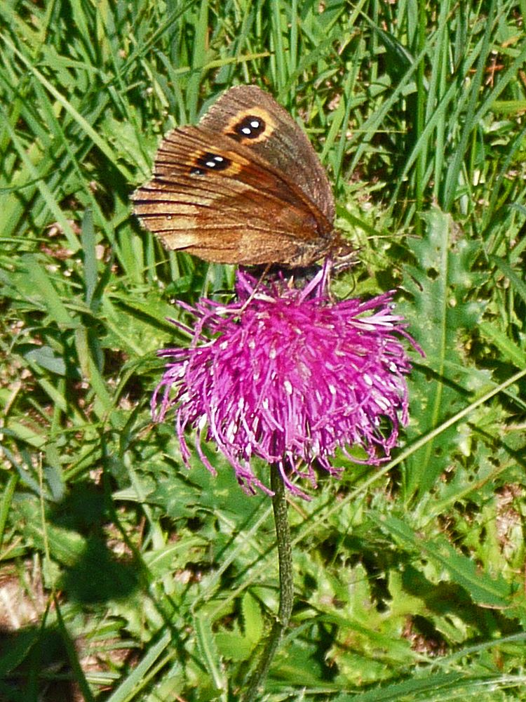 Schmetterling