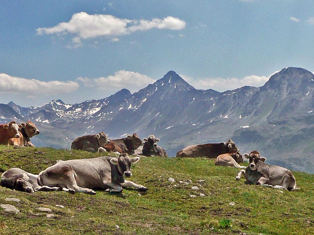 Kühe und Schwarzhorn