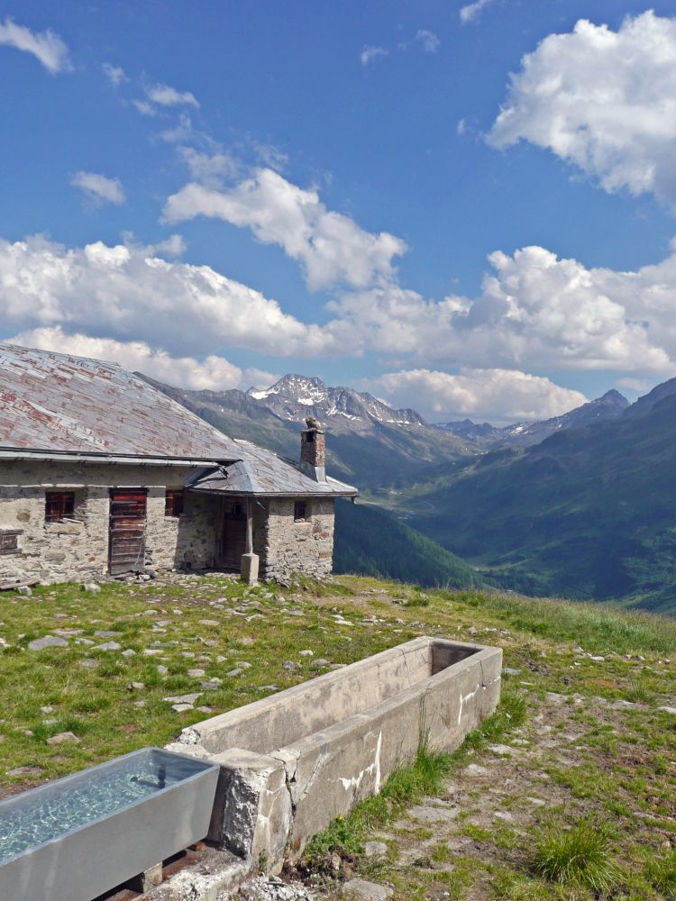 Alm am Bedraberg mit Flüela Wisshorn