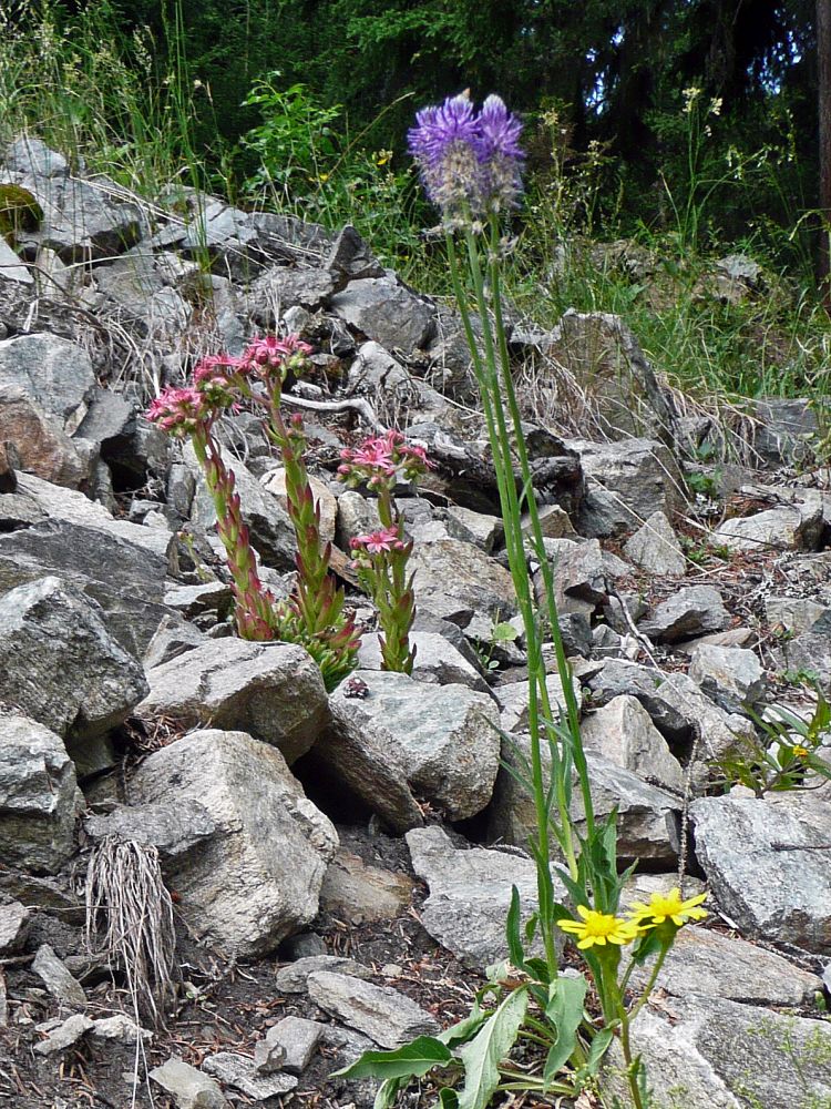 Alpenblumen