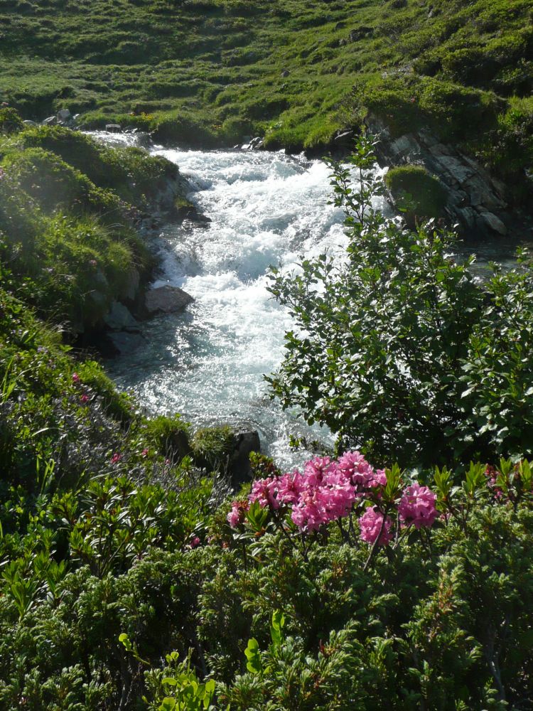 Jöribach und Alpenrosen