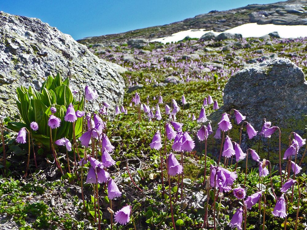 Alpenglöckchen