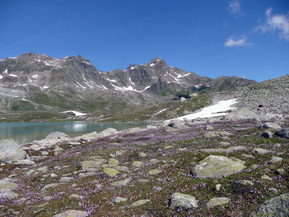 Alpenglöckchen am Jörisee