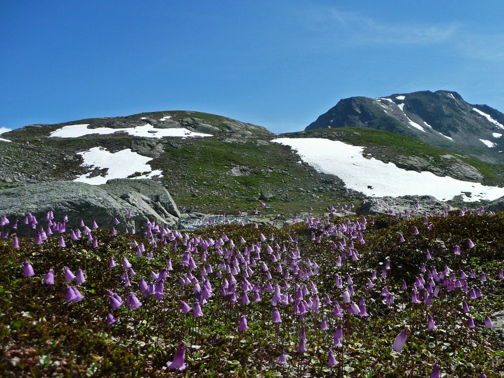 Alpenglöckchen