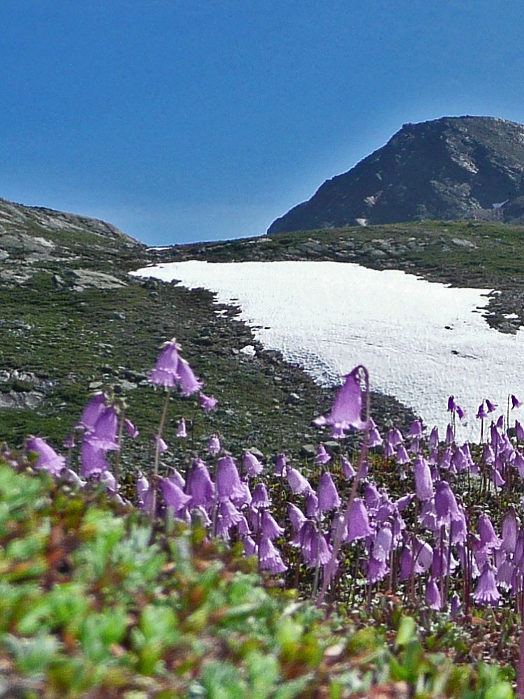 Alpenglöckchen