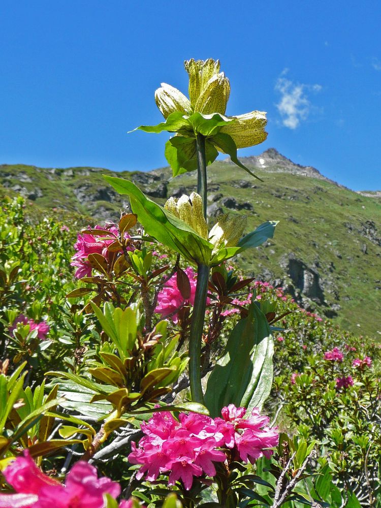 gelber Enzian und Alpenrosen