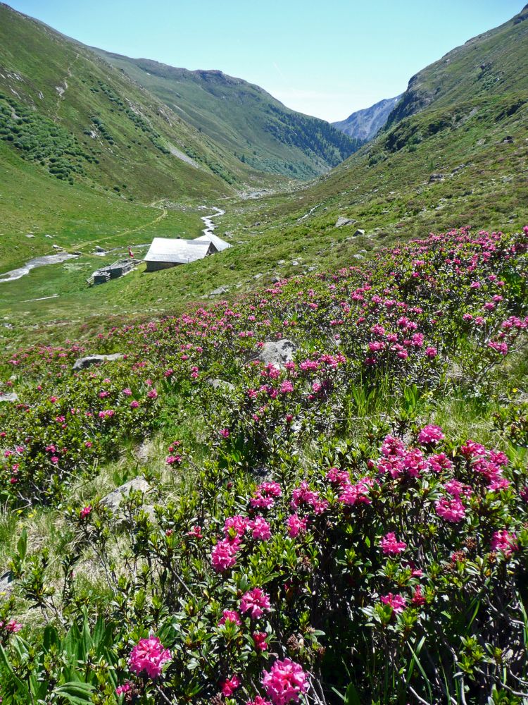 Alpenrosen über Alp Fless Dadaint