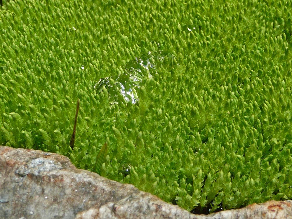 Wassertropfen im Moos