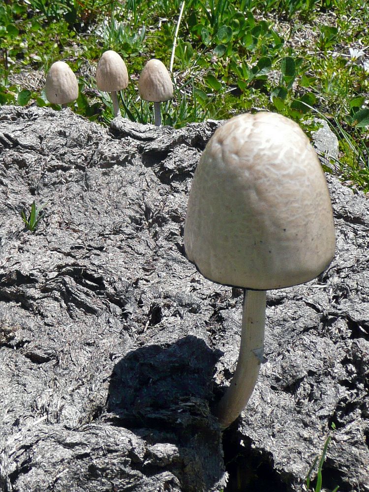 Pilze im Kuhfladen