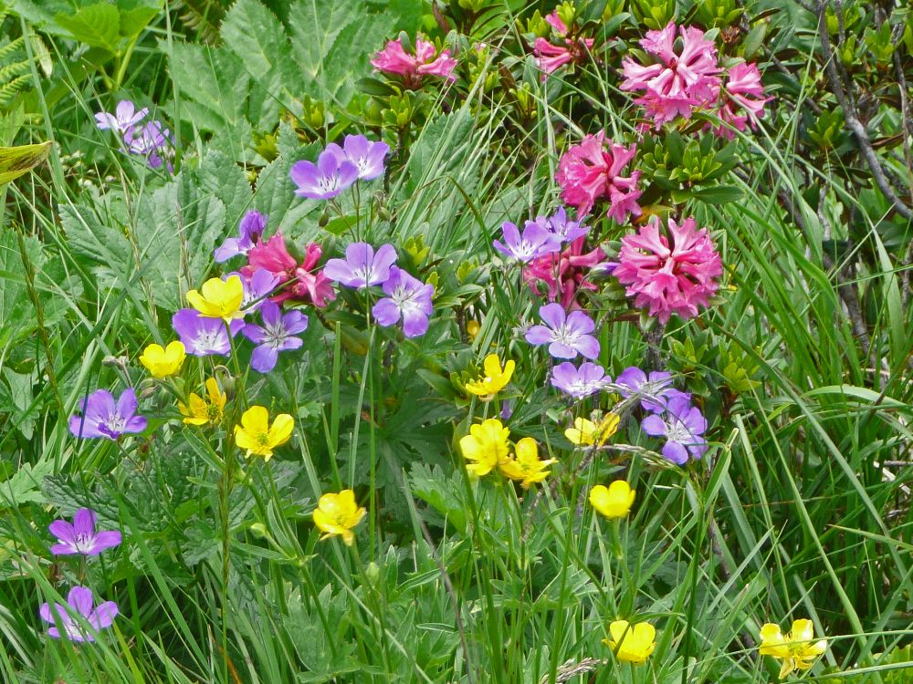 bunte Alpenblumen