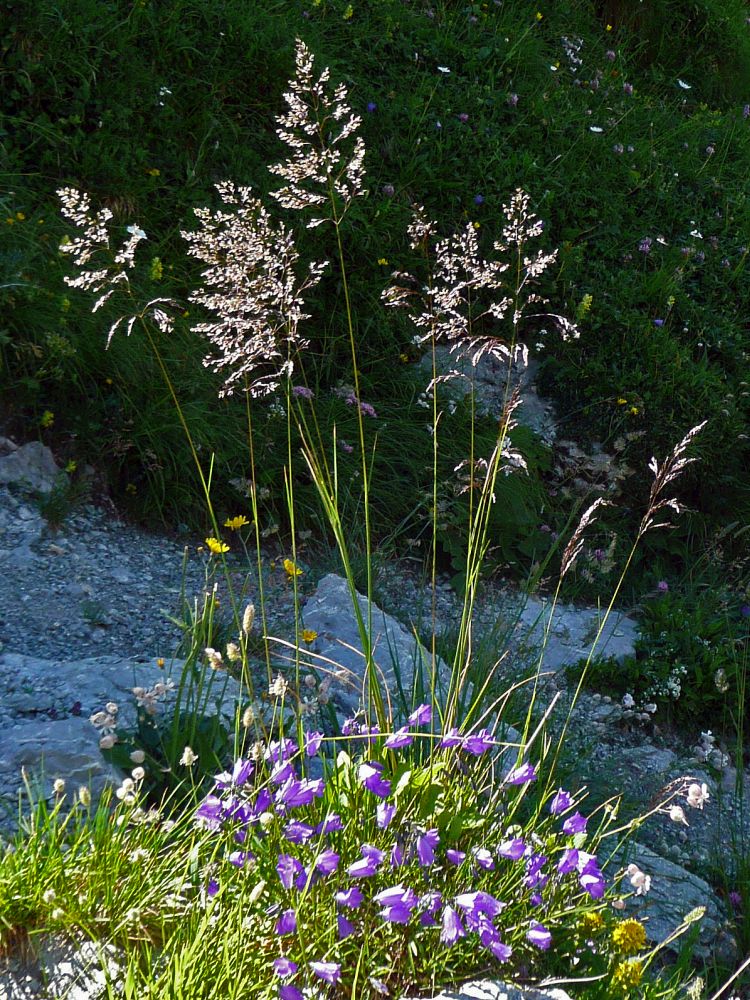 Gras und Glockenblumen