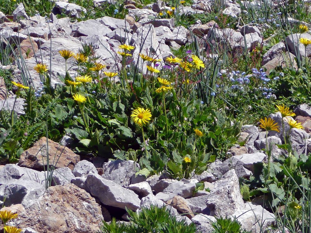 Alpenblumen