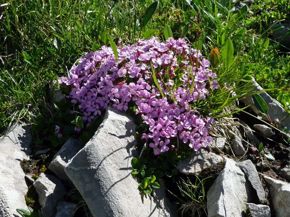 Alpenblumen