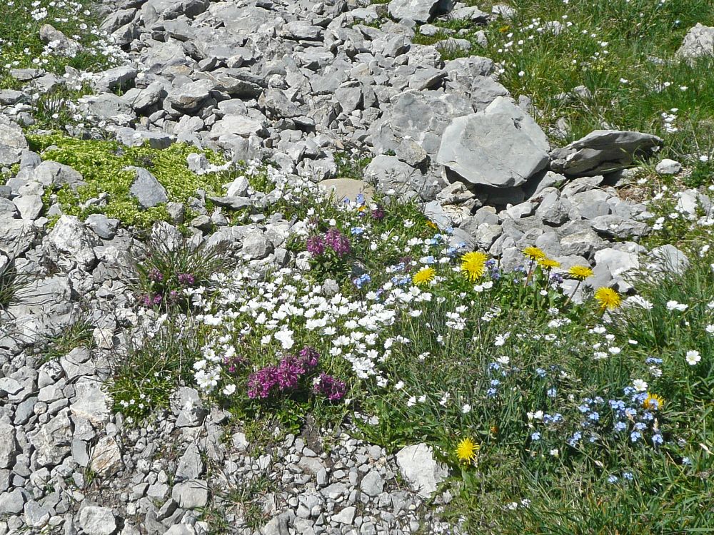 Alpenblumen