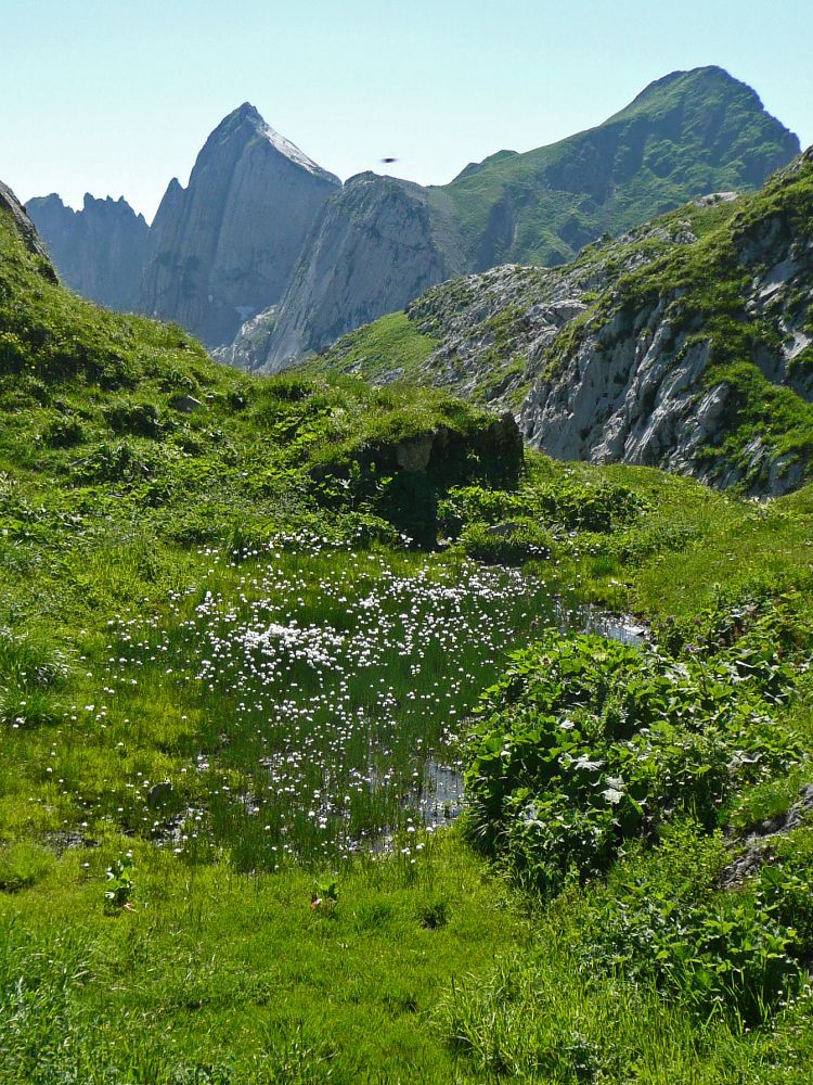 Tümpel mit Wollgras