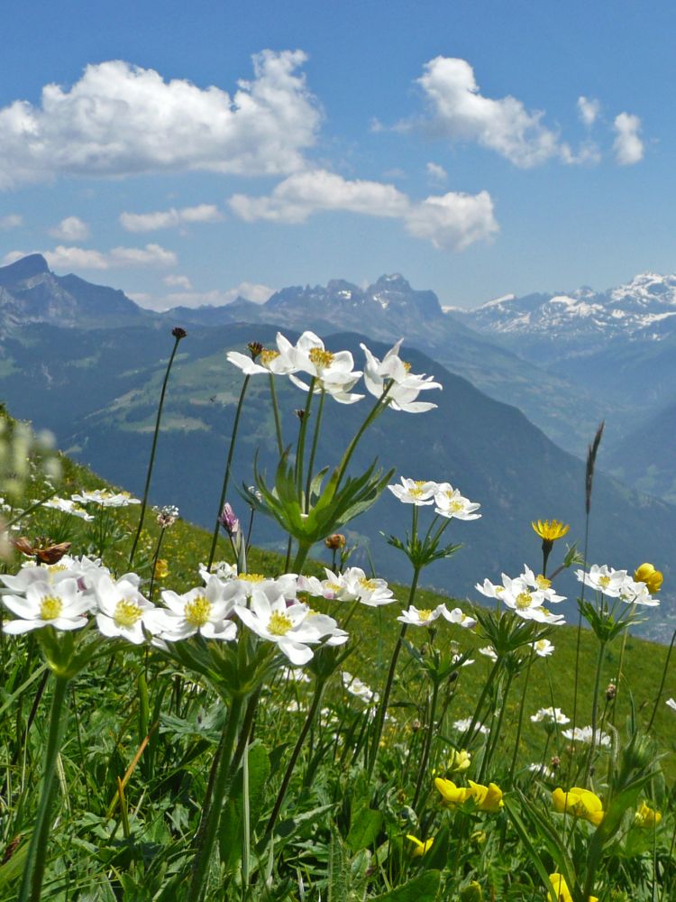 Bergblumen