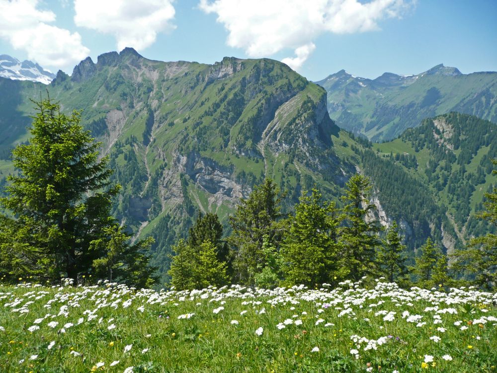 Blumenwiese und Chulm