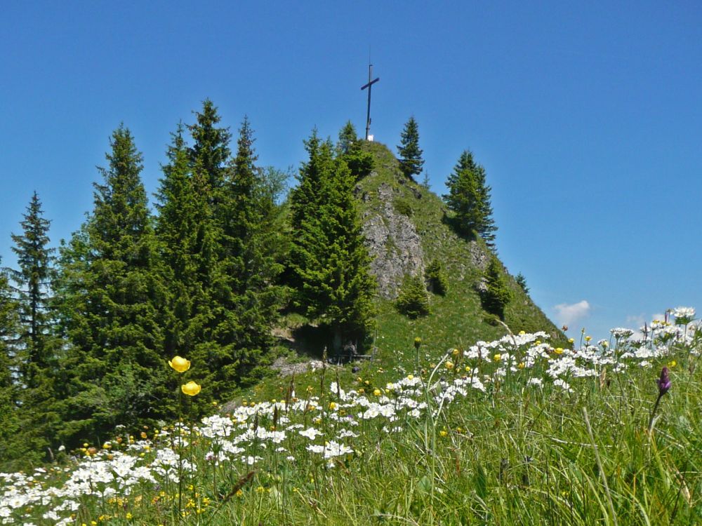 Blumenwiese unterm Schartihöreli