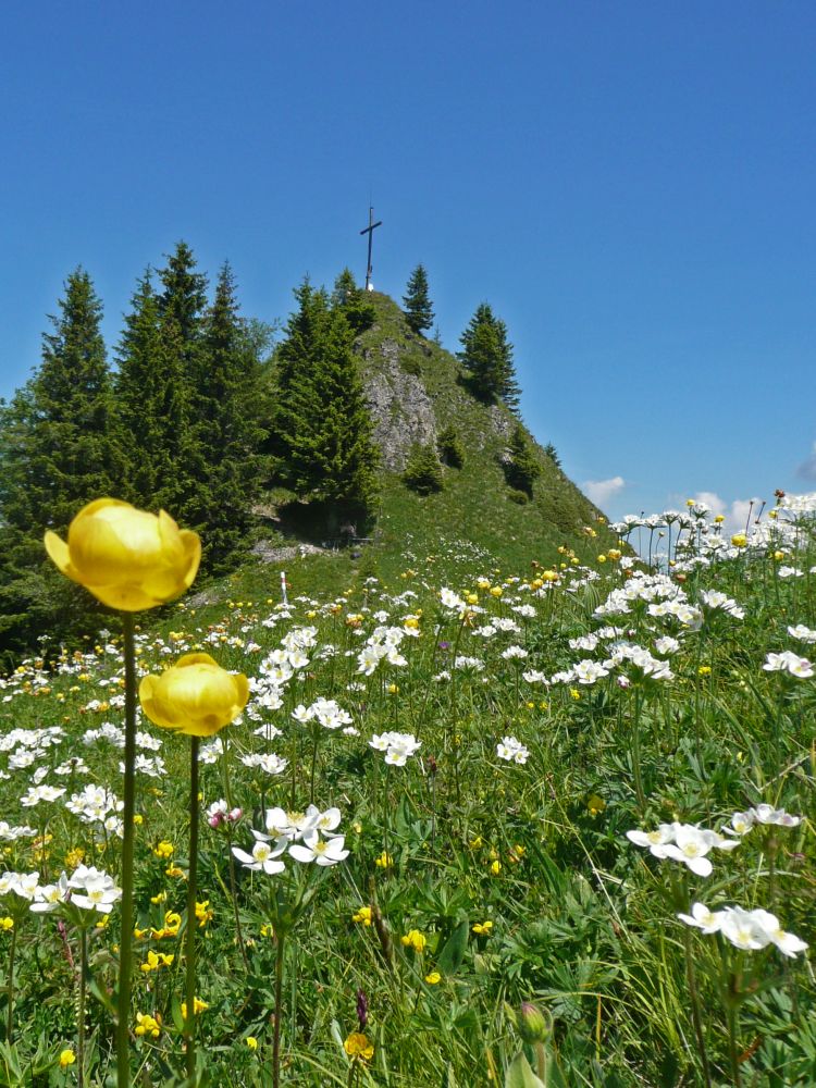 Blumenwiese unterm Schartihöreli