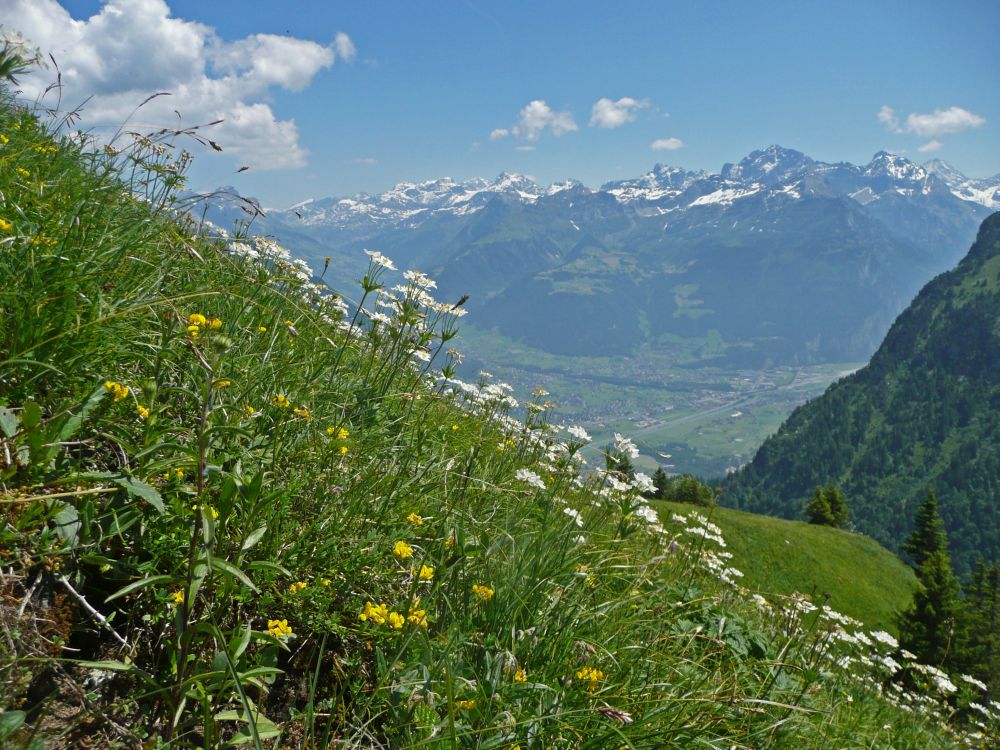 Blumenwiese