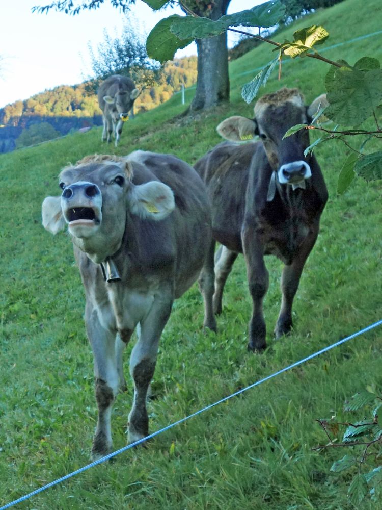 junge Kühe