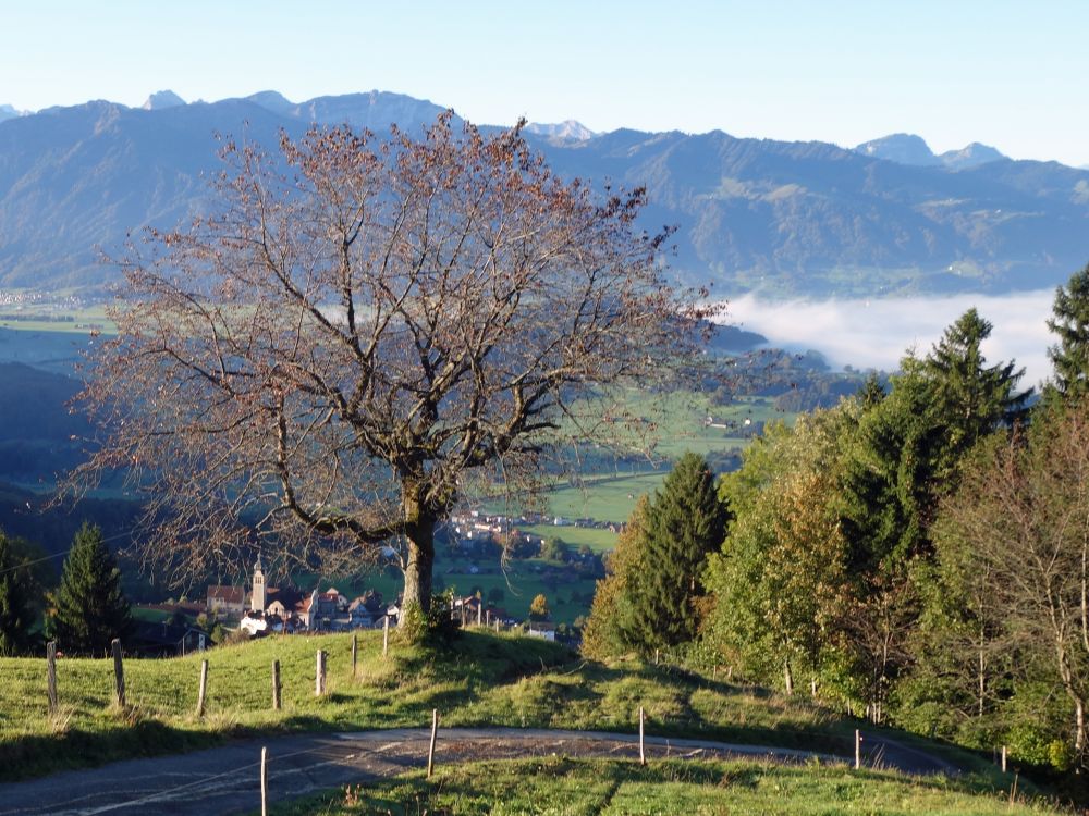 herbstlicher Baum