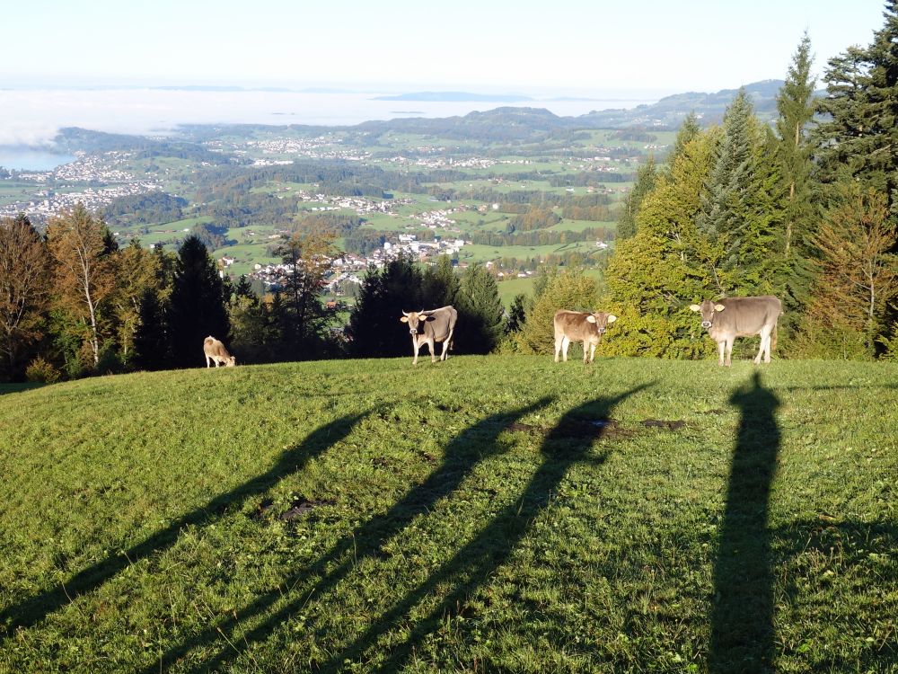 Kühe mit seltsamen Schatten