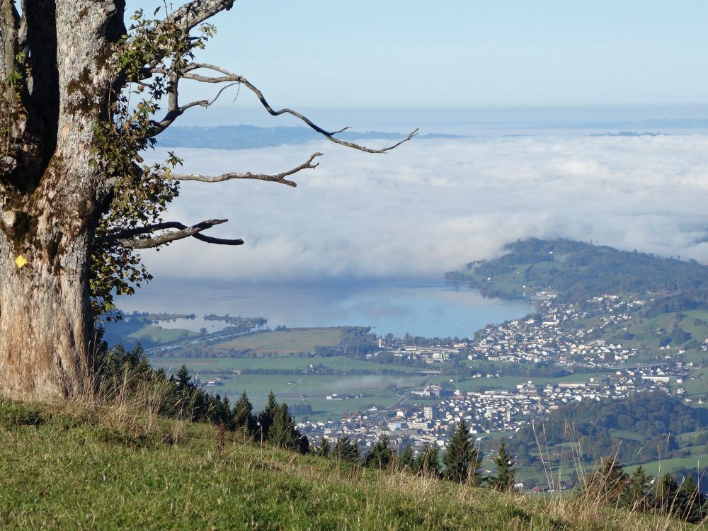 Nebel überm Zürichsee