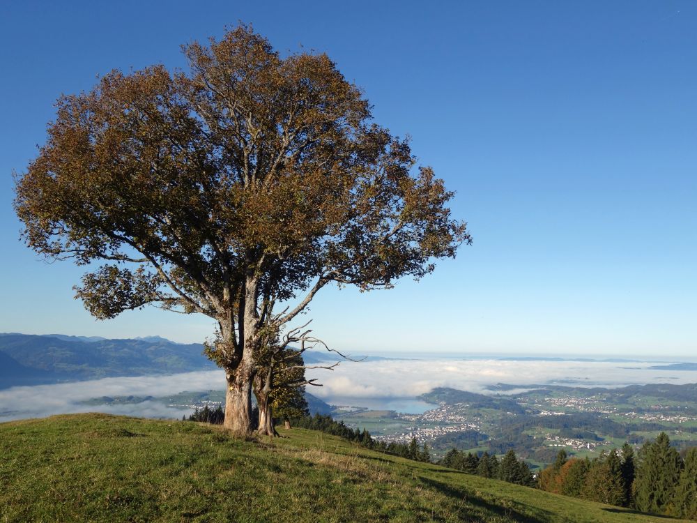 Nebel überm Zürichsee