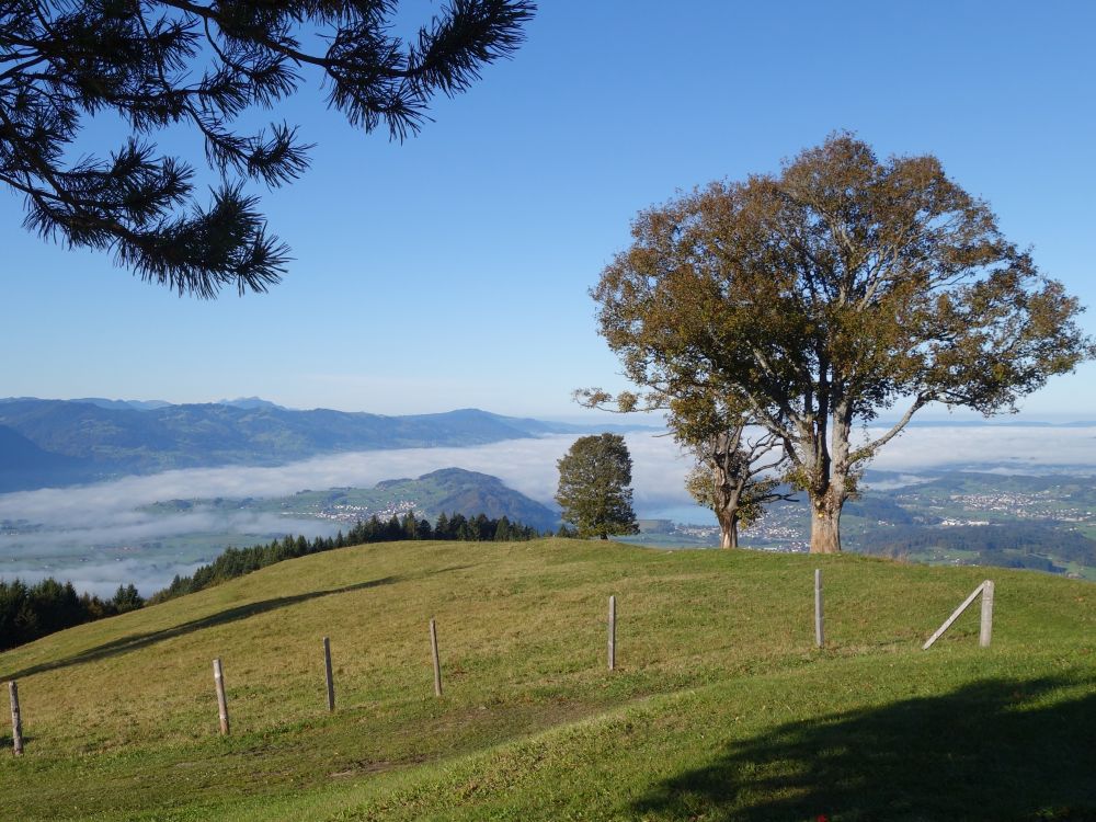 Nebel überm Zürichsee