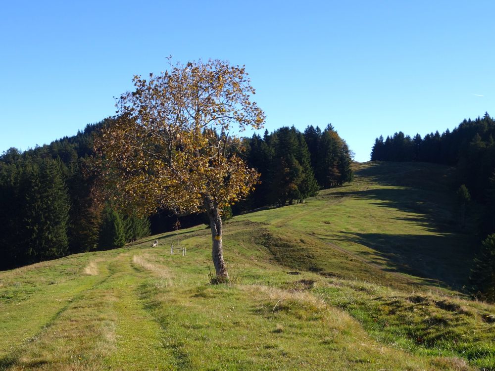 Bergwiese über Wielesch