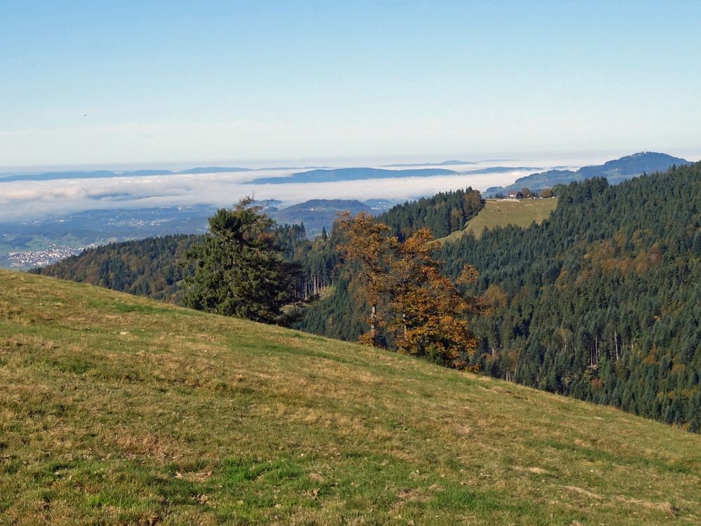 Nebel überm Zürichsee