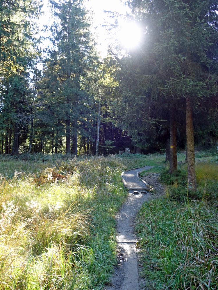 Wanderweg im Bächenwald