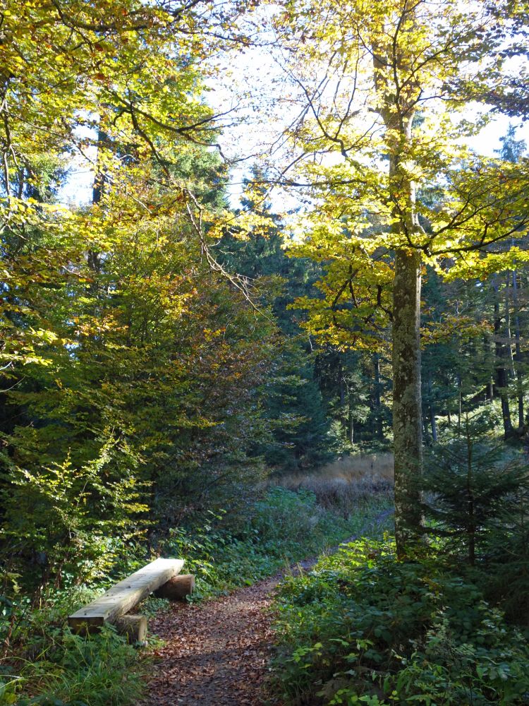 Wanderweg im Bächenwald