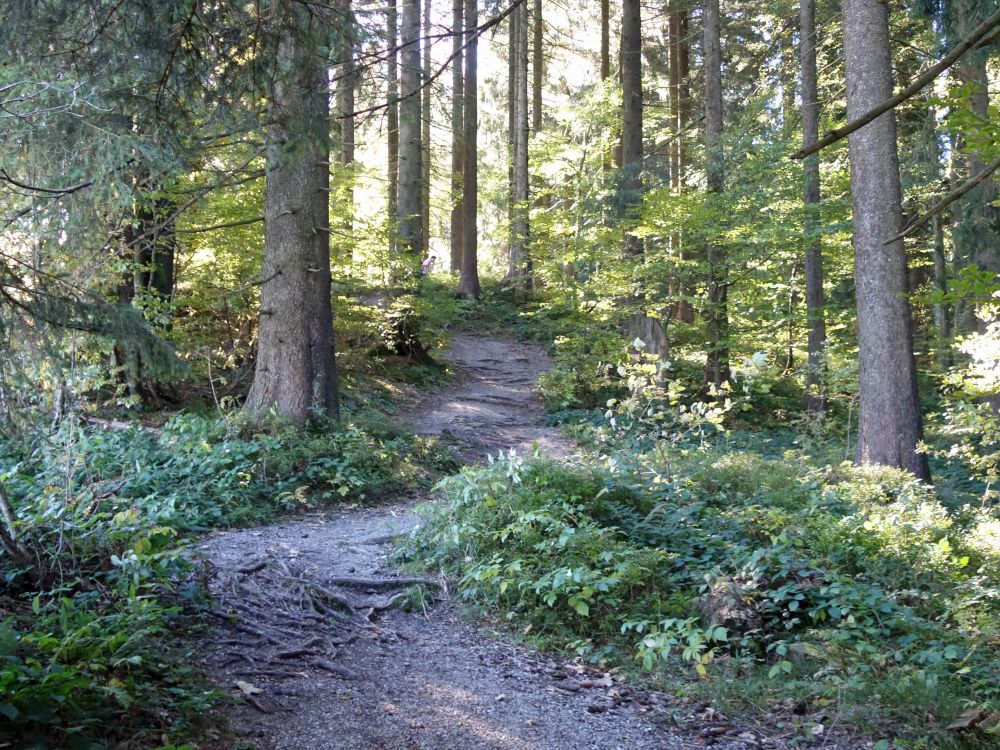 Wanderweg im Bächenwald