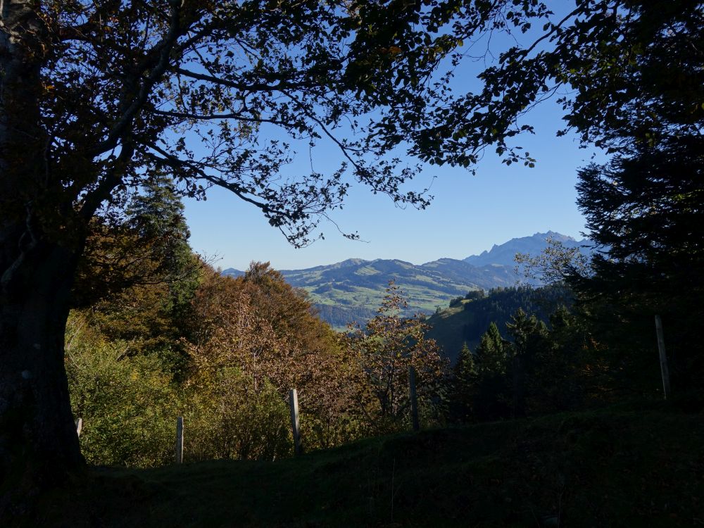 Blick durch die Baumlücke