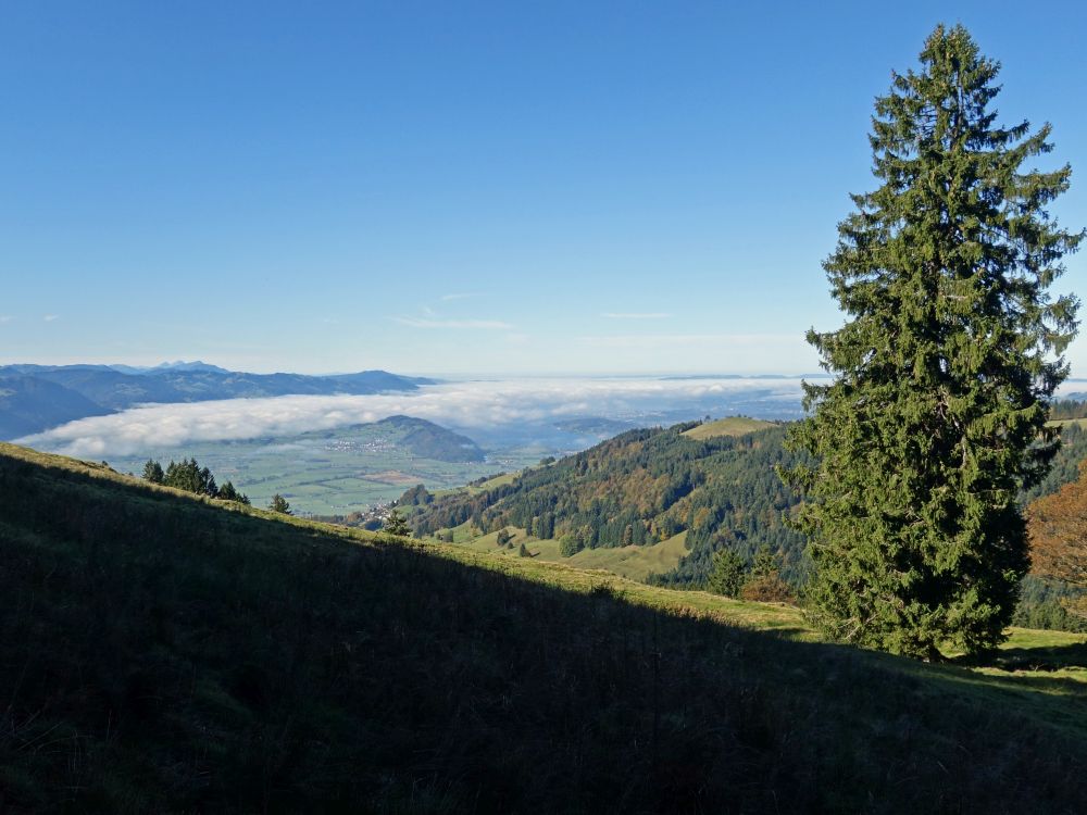 Nebel überm Zürichsee