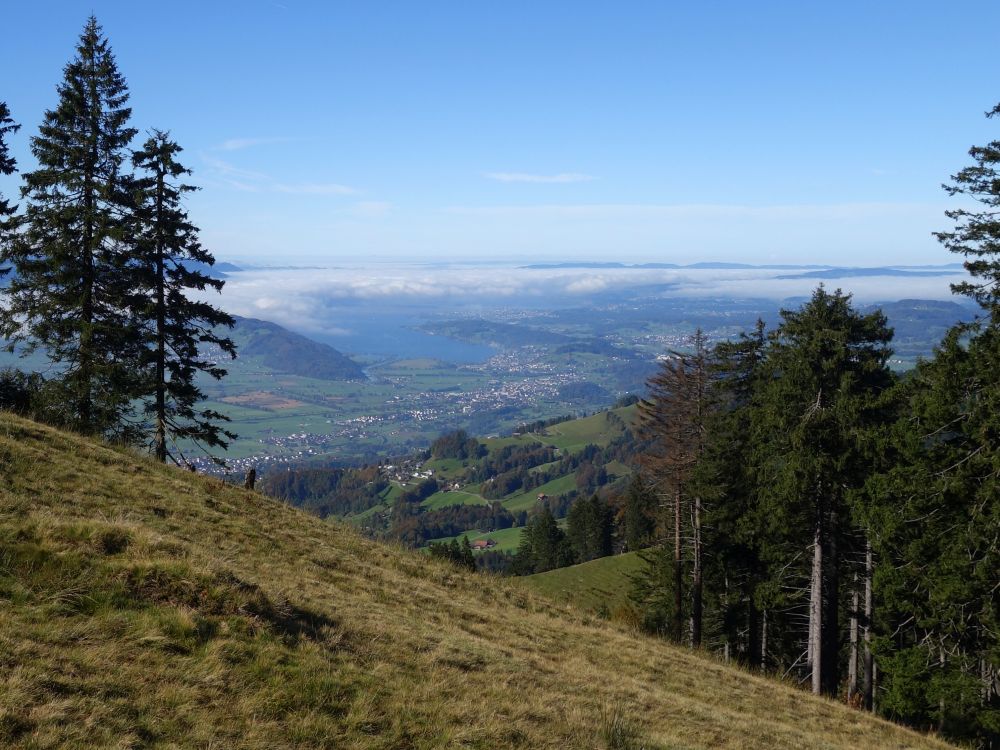 Blick zum Zürichsee