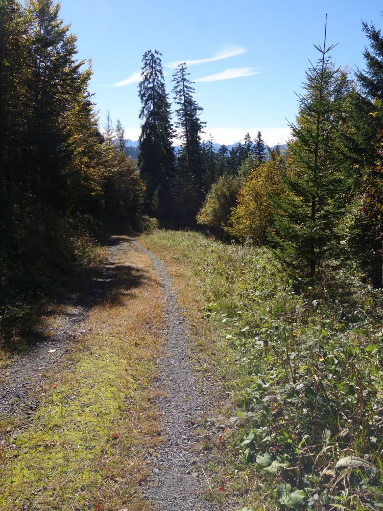 Wanderweg im Hohwald